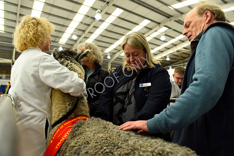 IWP3353 
 HOEAG Spring Fiesta 2024 
 Keywords: Heart of England Alpaca Group, Spring Fiesta 2024, Alpaca Show, Fleece Show Alpaca, Suri, Huacaya