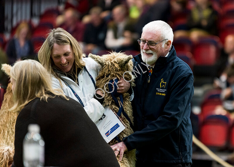 IWM4704 
 BAS National Show 2022 
 Keywords: Surrey Photographer, Alpacas, Suri, Huacaya, BAS National Show 2022, BAS' British Alpaca Society