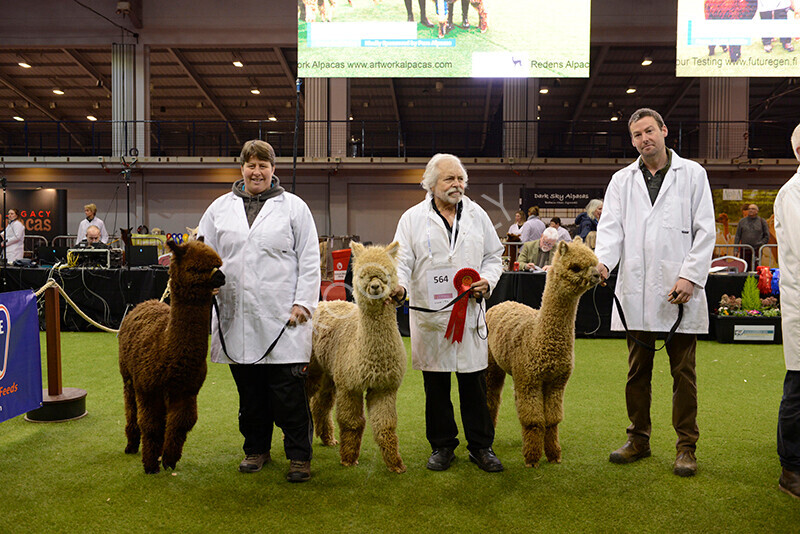 IWM9574 
 Photography of BAS National Show 2023 
 Keywords: Surrey Photographer, Alpacas, Suri, Huacaya, 2023, BAS, British Alpaca Society, Alpaca, Suri, Huacaya, Fleece Judging, Halter Show