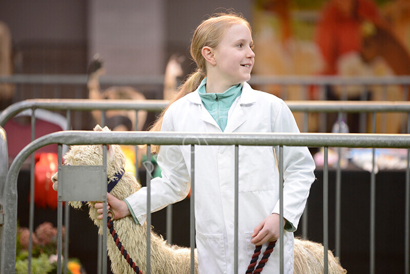 IWM9905 
 Photography of BAS National Show 2023 
 Keywords: Surrey Photographer, Alpacas, Suri, Huacaya, 2023, BAS, British Alpaca Society, Alpaca, Suri, Huacaya, Fleece Judging, Halter Show