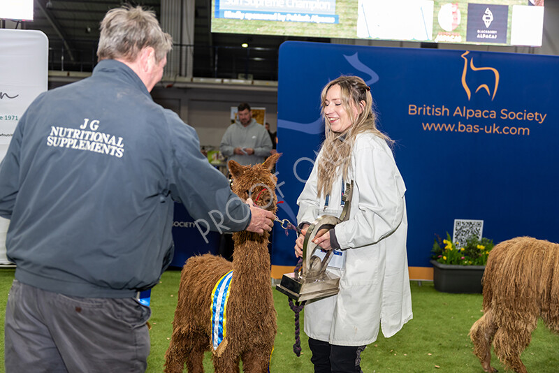 IWP1668 
 BAS National Show 2024 
 Keywords: British Alpaca Society, National Show, 2024, Champion of Champions Fleece Show, Alpaca, Suri, Huacaya