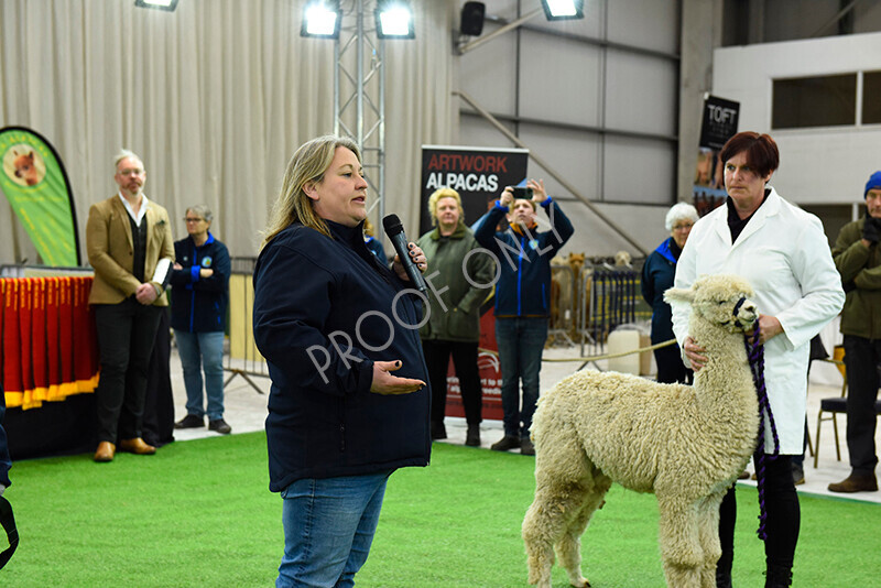 IWP1587 
 HoEAG Spring Fiesta 2023 
 Keywords: Surrey Photographer, Alpacas, Suri, Huacaya, HoEAG, Spring Fiesta, 2023, Heart of England Alpaca Group