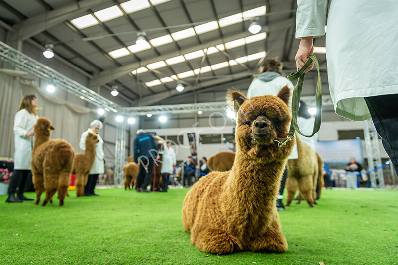 IWP3689 
 HOEAG Spring Fiesta 2024 
 Keywords: Heart of England Alpaca Group, Spring Fiesta 2024, Alpaca Show, Fleece Show Alpaca, Suri, Huacaya