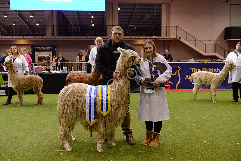 IWM0181 
 Photography of BAS National Show 2023 
 Keywords: Surrey Photographer, Alpacas, Suri, Huacaya, 2023, BAS, British Alpaca Society, Alpaca, Suri, Huacaya, Fleece Judging, Halter Show