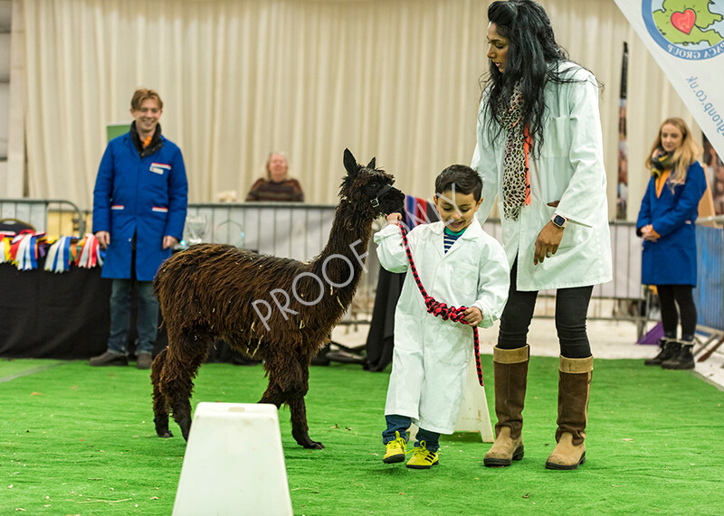 IWP7644 
 HoEAG Spring Fiesta 2022 
 Keywords: Surrey Photographer, Alpacas, Suri, Huacaya, HoEAG, Spring Fiesta, 2022, Heart of England Alpaca Group