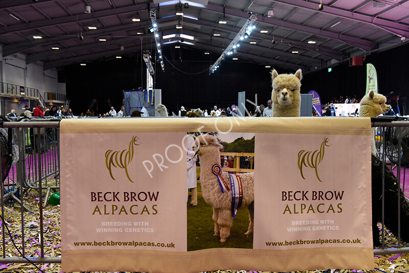 IWM5188 
 BAS National Show 2022 
 Keywords: Surrey Photographer, Alpacas, Suri, Huacaya, BAS National Show 2022, BAS' British Alpaca Society