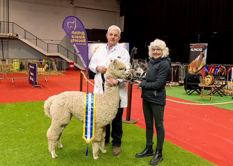 IWM0274 
 Photography of BAS National Show 2023 
 Keywords: Surrey Photographer, Alpacas, Suri, Huacaya, 2023, BAS, British Alpaca Society, Alpaca, Suri, Huacaya, Fleece Judging, Halter Show