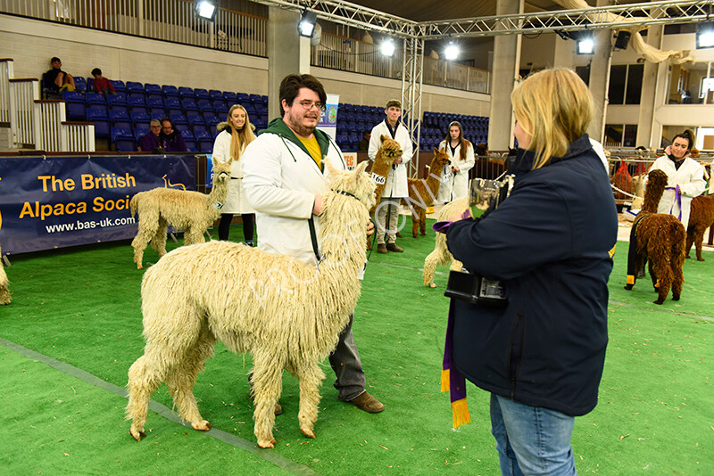 IWP8388 
 HoEAG Spring Fiesta 2022 
 Keywords: Surrey Photographer, Alpacas, Suri, Huacaya, HoEAG, Spring Fiesta, 2022, Heart of England Alpaca Group