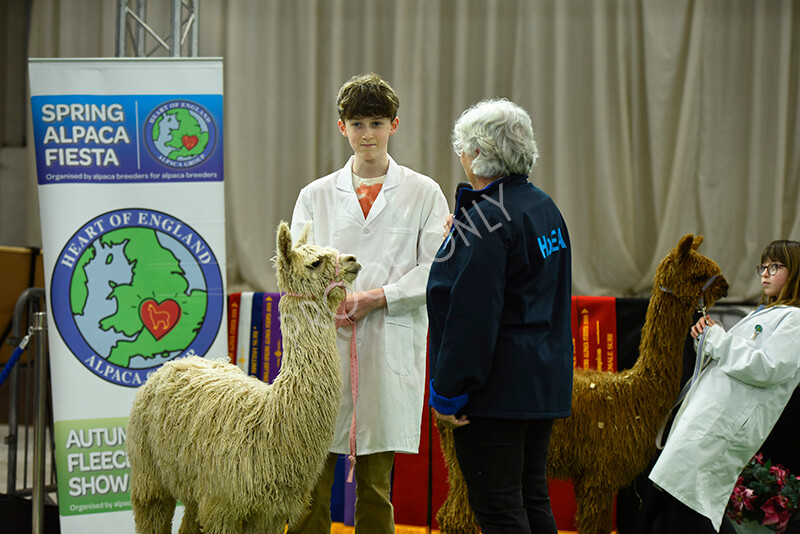 IWP3983 
 HOEAG Spring Fiesta 2024 
 Keywords: Heart of England Alpaca Group, Spring Fiesta 2024, Alpaca Show, Fleece Show Alpaca, Suri, Huacaya