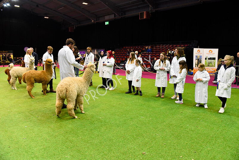 IWM5807 
 BAS National Show 2022 
 Keywords: Surrey Photographer, Alpacas, Suri, Huacaya, BAS National Show 2022, BAS' British Alpaca Society