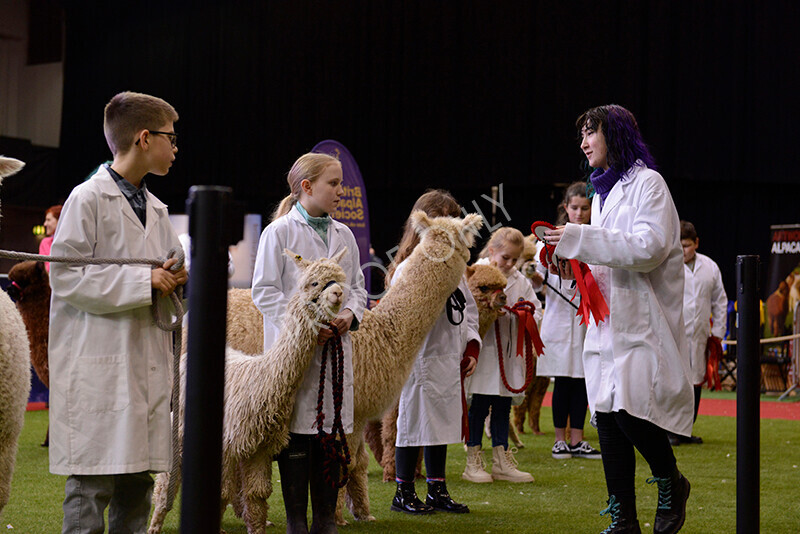 IWM0014 
 Photography of BAS National Show 2023 
 Keywords: Surrey Photographer, Alpacas, Suri, Huacaya, 2023, BAS, British Alpaca Society, Alpaca, Suri, Huacaya, Fleece Judging, Halter Show