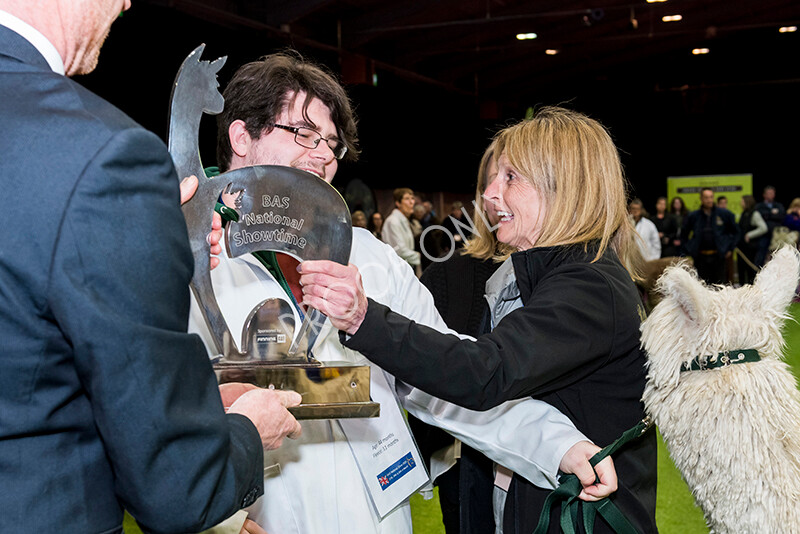 IWM6065 
 BAS National Show 2022 
 Keywords: Surrey Photographer, Alpacas, Suri, Huacaya, BAS National Show 2022, BAS' British Alpaca Society