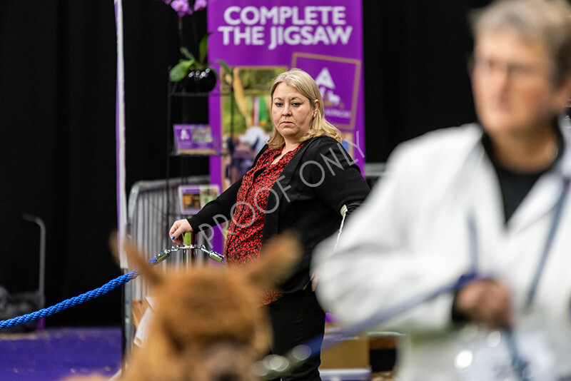 IWP0484 
 BAS National Show 2024 
 Keywords: British Alpaca Society, National Show, 2024, Champion of Champions Fleece Show, Alpaca, Suri, Huacaya