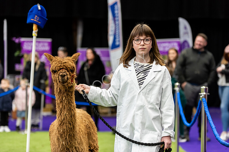 IWP0802 
 BAS National Show 2024 
 Keywords: British Alpaca Society, National Show, 2024, Champion of Champions Fleece Show, Alpaca, Suri, Huacaya