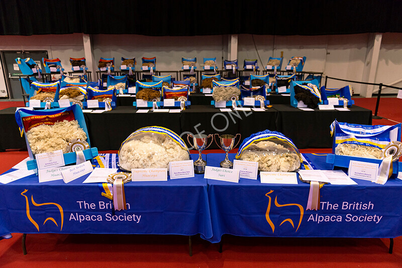 IWM9312 
 Photography of BAS National Show 2023 
 Keywords: Surrey Photographer, Alpacas, Suri, Huacaya, 2023, BAS, British Alpaca Society, Alpaca, Suri, Huacaya, Fleece Judging, Halter Show