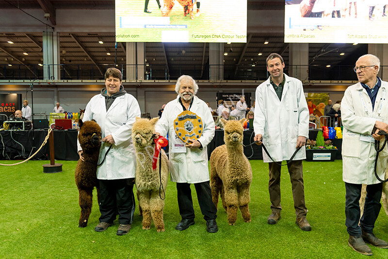 IWM9588 
 Photography of BAS National Show 2023 
 Keywords: Surrey Photographer, Alpacas, Suri, Huacaya, 2023, BAS, British Alpaca Society, Alpaca, Suri, Huacaya, Fleece Judging, Halter Show