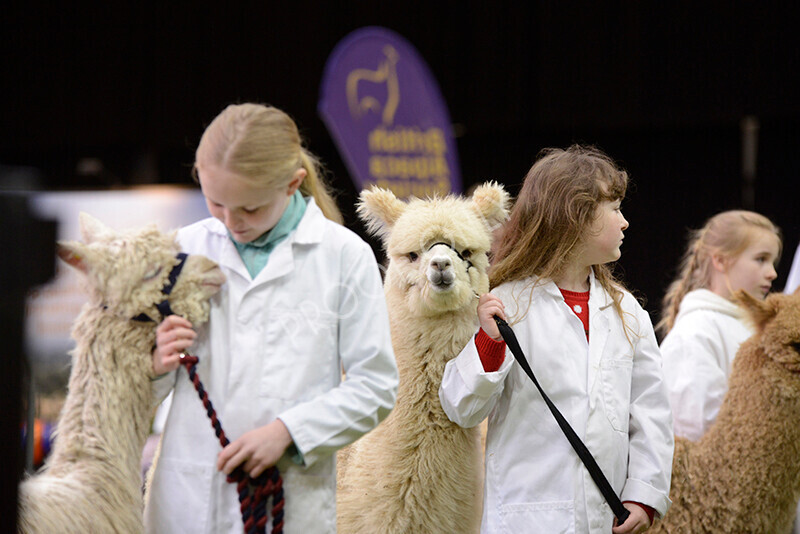 IWM0011 
 Photography of BAS National Show 2023 
 Keywords: Surrey Photographer, Alpacas, Suri, Huacaya, 2023, BAS, British Alpaca Society, Alpaca, Suri, Huacaya, Fleece Judging, Halter Show