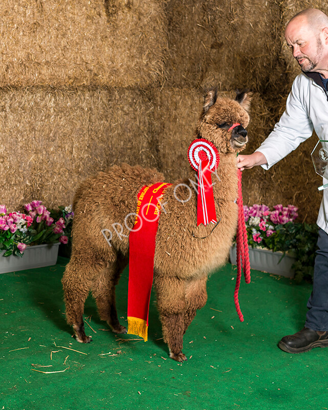 IWM7254 
 HoEAG Spring Fiesta 2022 
 Keywords: Surrey Photographer, Alpacas, Suri, Huacaya, HoEAG, Spring Fiesta, 2022, Heart of England Alpaca Group