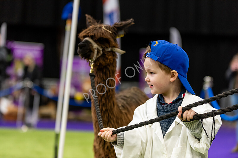 IWP0730 
 BAS National Show 2024 
 Keywords: British Alpaca Society, National Show, 2024, Champion of Champions Fleece Show, Alpaca, Suri, Huacaya