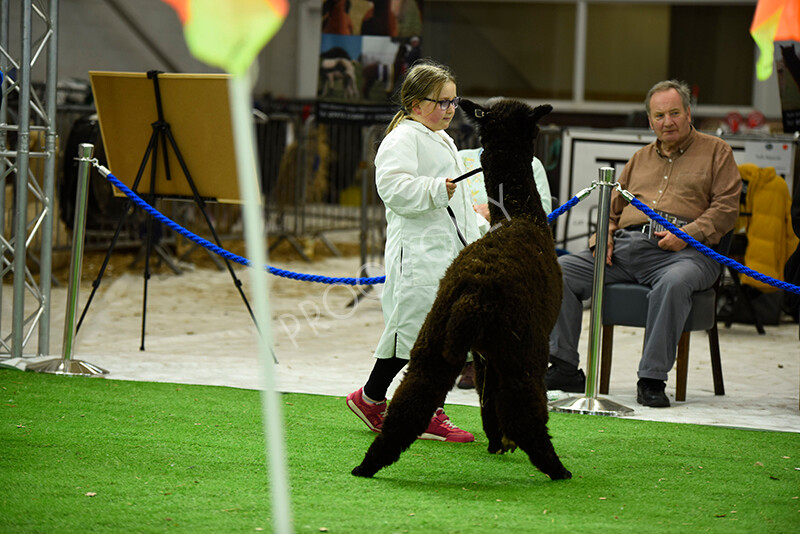 IWP3955 
 HOEAG Spring Fiesta 2024 
 Keywords: Heart of England Alpaca Group, Spring Fiesta 2024, Alpaca Show, Fleece Show Alpaca, Suri, Huacaya