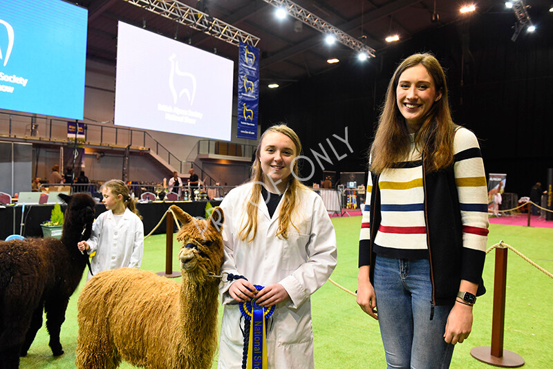 IWM5740 
 BAS National Show 2022 
 Keywords: Surrey Photographer, Alpacas, Suri, Huacaya, BAS National Show 2022, BAS' British Alpaca Society