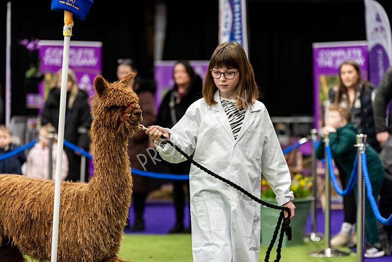 IWP0800 
 BAS National Show 2024 
 Keywords: British Alpaca Society, National Show, 2024, Champion of Champions Fleece Show, Alpaca, Suri, Huacaya