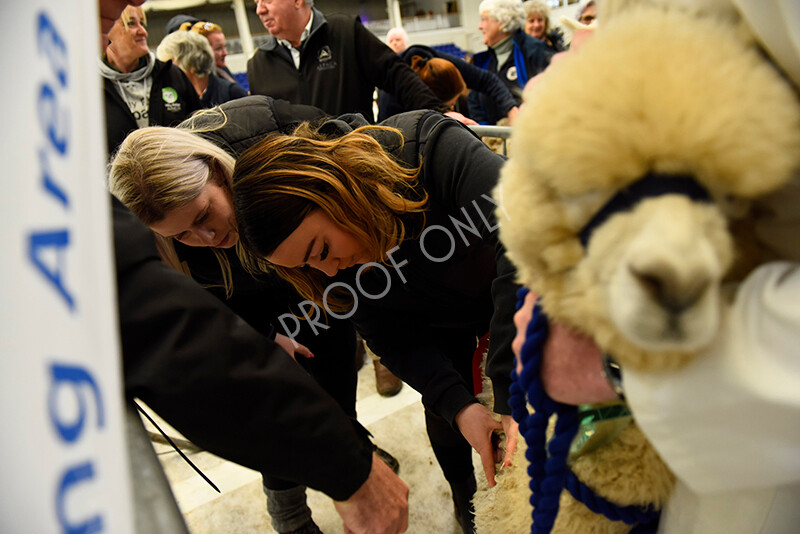 IWP4572 
 HOEAG Spring Fiesta 2024 
 Keywords: Heart of England Alpaca Group, Spring Fiesta 2024, Alpaca Show, Fleece Show Alpaca, Suri, Huacaya