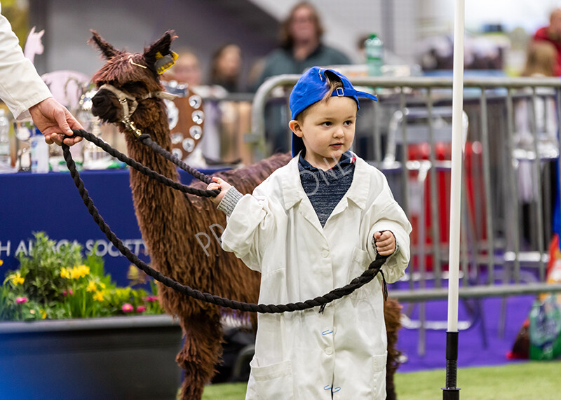 IWP0721 
 BAS National Show 2024 
 Keywords: British Alpaca Society, National Show, 2024, Champion of Champions Fleece Show, Alpaca, Suri, Huacaya