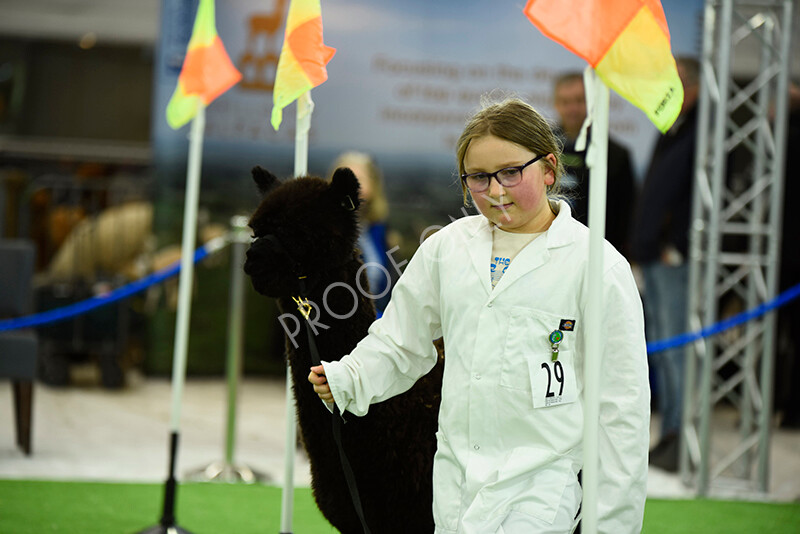 IWP3959 
 HOEAG Spring Fiesta 2024 
 Keywords: Heart of England Alpaca Group, Spring Fiesta 2024, Alpaca Show, Fleece Show Alpaca, Suri, Huacaya