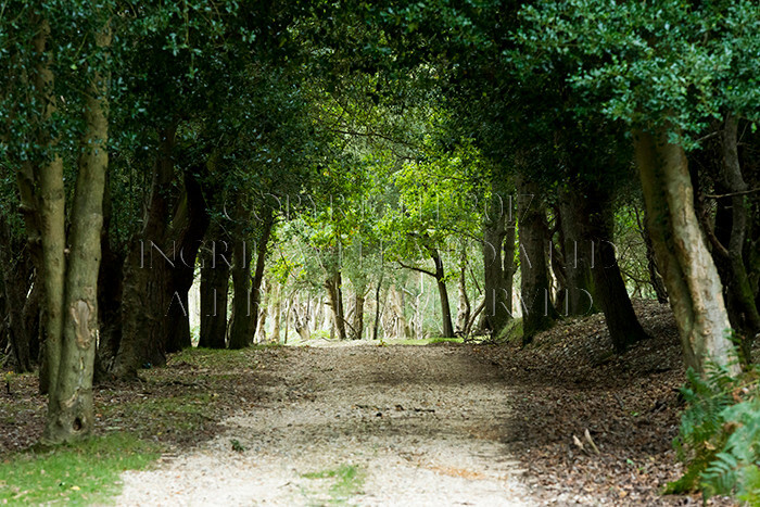 IWM8944 
 NEW FOREST 
 Keywords: INGRID WEEL MEDIA LTD, CORPORATE PHOTOGRAPHY SURREY, BUSINES PHOTOGRAPHY, WEDDING PHOTOGRAPHY, FINE ART PHOTOGRAPHY, FAMILY PHOTOGRAPHY, SOCIAL, TREES, LANDSCAPES