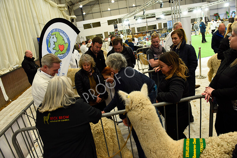 IWP4561 
 HOEAG Spring Fiesta 2024 
 Keywords: Heart of England Alpaca Group, Spring Fiesta 2024, Alpaca Show, Fleece Show Alpaca, Suri, Huacaya