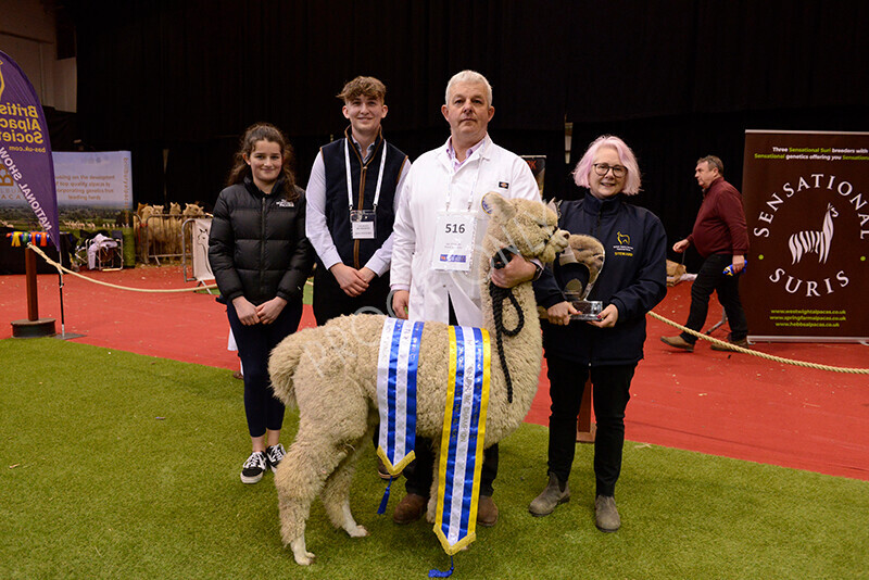 IWM0286 
 Photography of BAS National Show 2023 
 Keywords: Surrey Photographer, Alpacas, Suri, Huacaya, 2023, BAS, British Alpaca Society, Alpaca, Suri, Huacaya, Fleece Judging, Halter Show