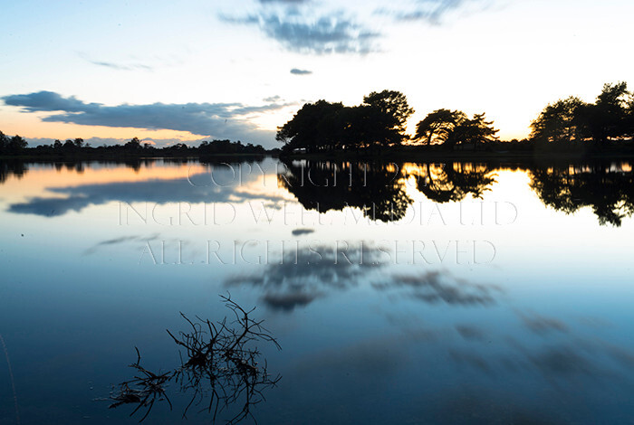 IWM9305 
 NEW FOREST 
 Keywords: INGRID WEEL MEDIA LTD, CORPORATE PHOTOGRAPHY SURREY, BUSINES PHOTOGRAPHY, WEDDING PHOTOGRAPHY, FINE ART PHOTOGRAPHY, FAMILY PHOTOGRAPHY, SOCIAL, BRITISH WILDLIFE, FALLOW DEER, DONKEY, SWAN, HATCHET POND