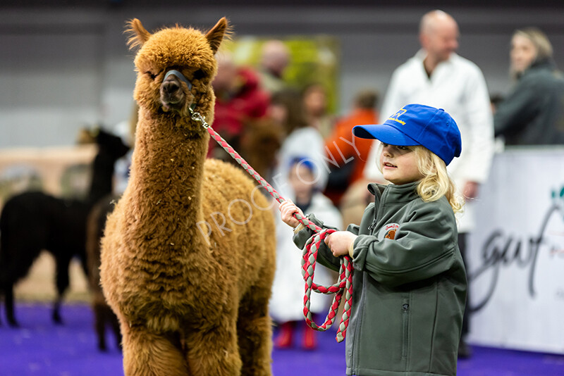 IWP0702 
 BAS National Show 2024 
 Keywords: British Alpaca Society, National Show, 2024, Champion of Champions Fleece Show, Alpaca, Suri, Huacaya