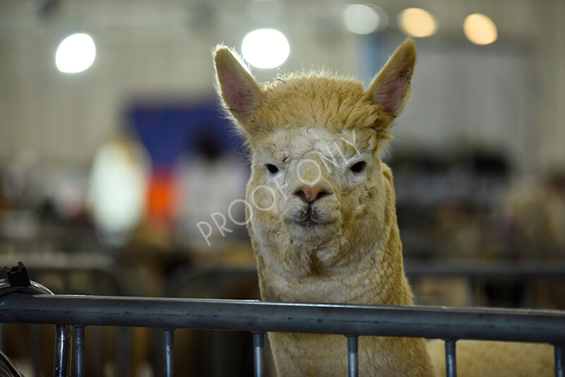 IWP3571 
 HOEAG Spring Fiesta 2024 
 Keywords: Heart of England Alpaca Group, Spring Fiesta 2024, Alpaca Show, Fleece Show Alpaca, Suri, Huacaya