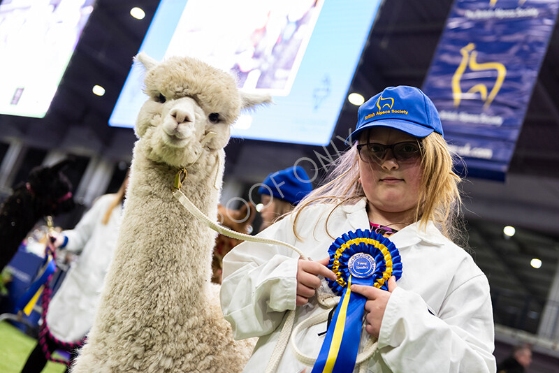 IWP0852 
 BAS National Show 2024 
 Keywords: British Alpaca Society, National Show, 2024, Champion of Champions Fleece Show, Alpaca, Suri, Huacaya