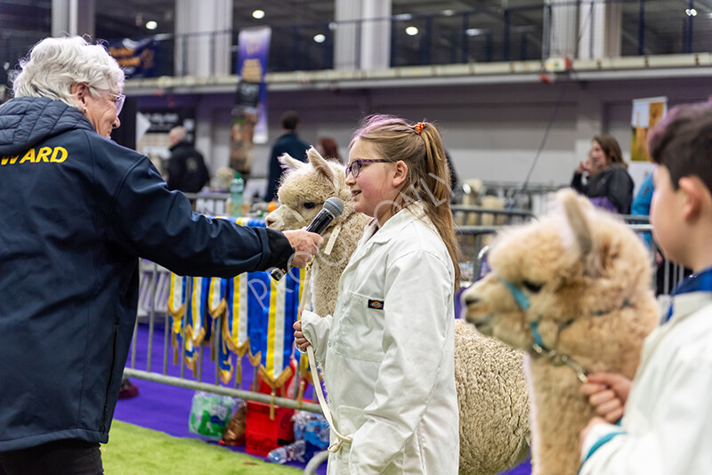 IWP0754 
 BAS National Show 2024 
 Keywords: British Alpaca Society, National Show, 2024, Champion of Champions Fleece Show, Alpaca, Suri, Huacaya