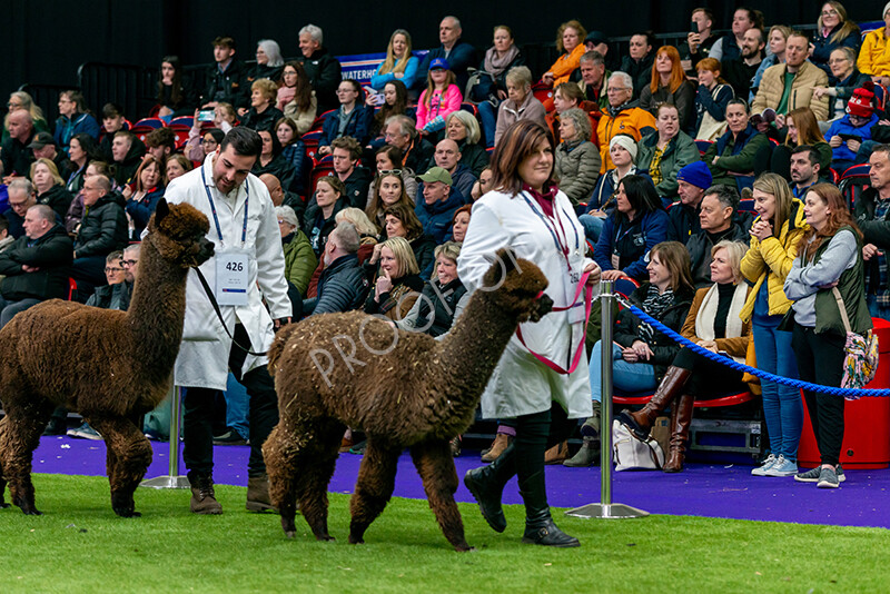 IWM5904 
 BAS National Show 2024 
 Keywords: British Alpaca Society, National Show, 2024, Champion of Champions Fleece Show, Alpaca, Suri, Huacaya