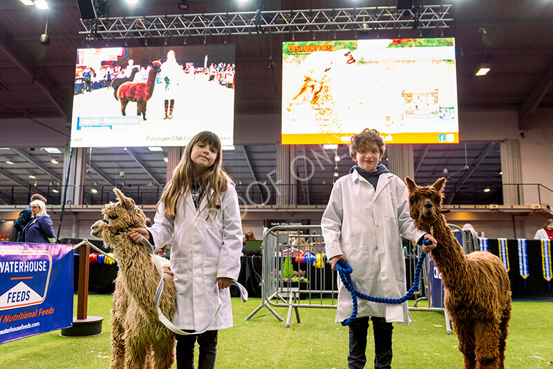 IWM9993 
 Photography of BAS National Show 2023 
 Keywords: Surrey Photographer, Alpacas, Suri, Huacaya, 2023, BAS, British Alpaca Society, Alpaca, Suri, Huacaya, Fleece Judging, Halter Show