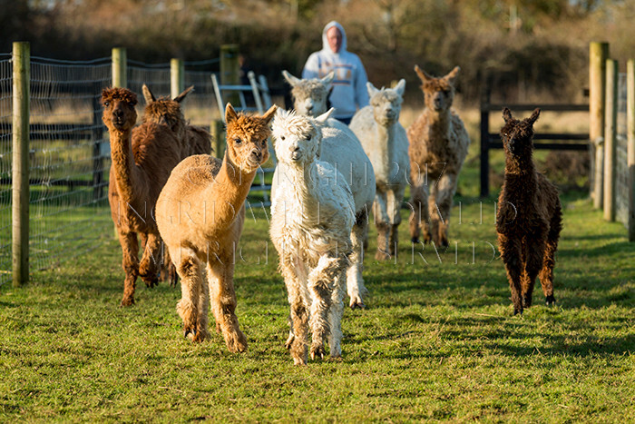 IWM0204 
 ALPACAS 
 Keywords: INGRID WEEL MEDIA LTD, ALPACAS, HUACAYA, SURI, BACKYARD ALPACA COMPANY, NORFOLK