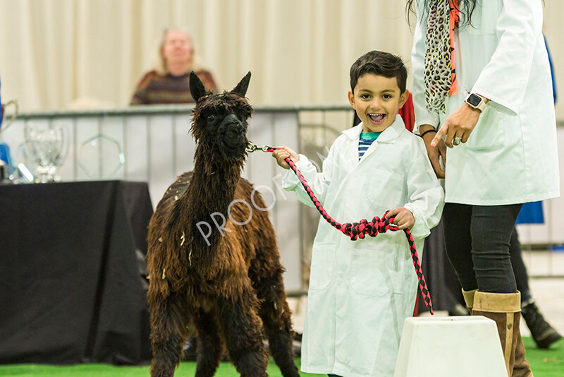 IWP7640 
 HoEAG Spring Fiesta 2022 
 Keywords: Surrey Photographer, Alpacas, Suri, Huacaya, HoEAG, Spring Fiesta, 2022, Heart of England Alpaca Group