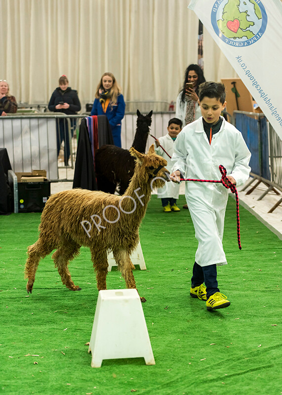 IWP7624 
 HoEAG Spring Fiesta 2022 
 Keywords: Surrey Photographer, Alpacas, Suri, Huacaya, HoEAG, Spring Fiesta, 2022, Heart of England Alpaca Group