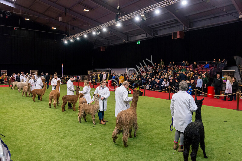 IWM0111 
 Photography of BAS National Show 2023 
 Keywords: Surrey Photographer, Alpacas, Suri, Huacaya, 2023, BAS, British Alpaca Society, Alpaca, Suri, Huacaya, Fleece Judging, Halter Show