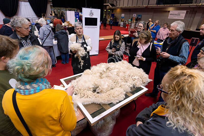 IWM8776 
 Photography of BAS National Show 2023 
 Keywords: Surrey Photographer, Alpacas, Suri, Huacaya, 2023, BAS, British Alpaca Society, Alpaca, Suri, Huacaya, Fleece Judging, Halter Show