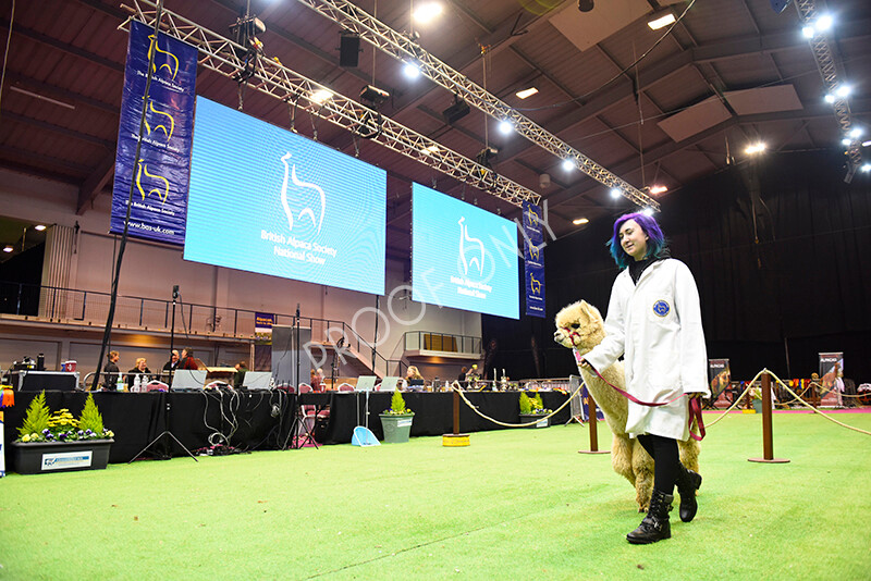 IWM5693 
 BAS National Show 2022 
 Keywords: Surrey Photographer, Alpacas, Suri, Huacaya, BAS National Show 2022, BAS' British Alpaca Society