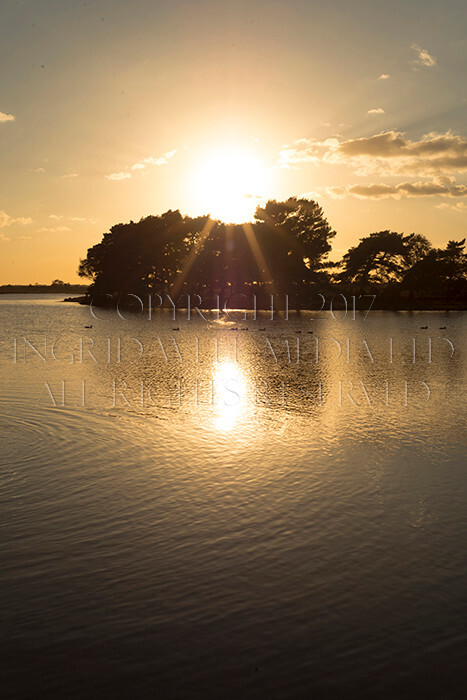 IWM9174 
 NEW FOREST 
 Keywords: INGRID WEEL MEDIA LTD, CORPORATE PHOTOGRAPHY SURREY, BUSINES PHOTOGRAPHY, WEDDING PHOTOGRAPHY, FINE ART PHOTOGRAPHY, FAMILY PHOTOGRAPHY, SOCIAL, BRITISH WILDLIFE, FALLOW DEER, DONKEY, SWAN, HATCHET POND