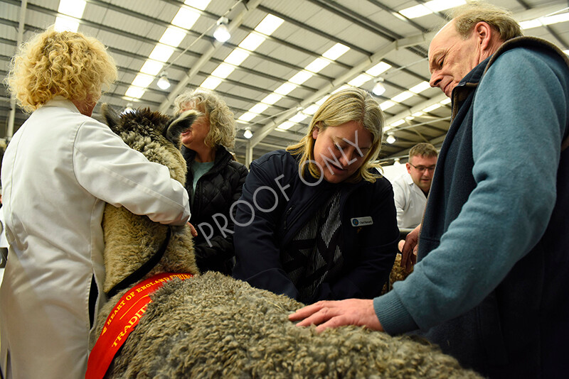 IWP3354 
 HOEAG Spring Fiesta 2024 
 Keywords: Heart of England Alpaca Group, Spring Fiesta 2024, Alpaca Show, Fleece Show Alpaca, Suri, Huacaya