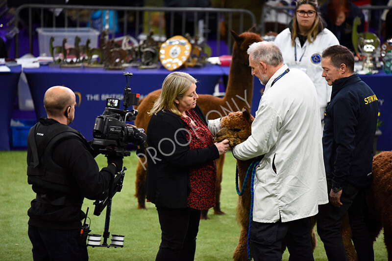 IWP0494 
 BAS National Show 2024 
 Keywords: British Alpaca Society, National Show, 2024, Champion of Champions Fleece Show, Alpaca, Suri, Huacaya