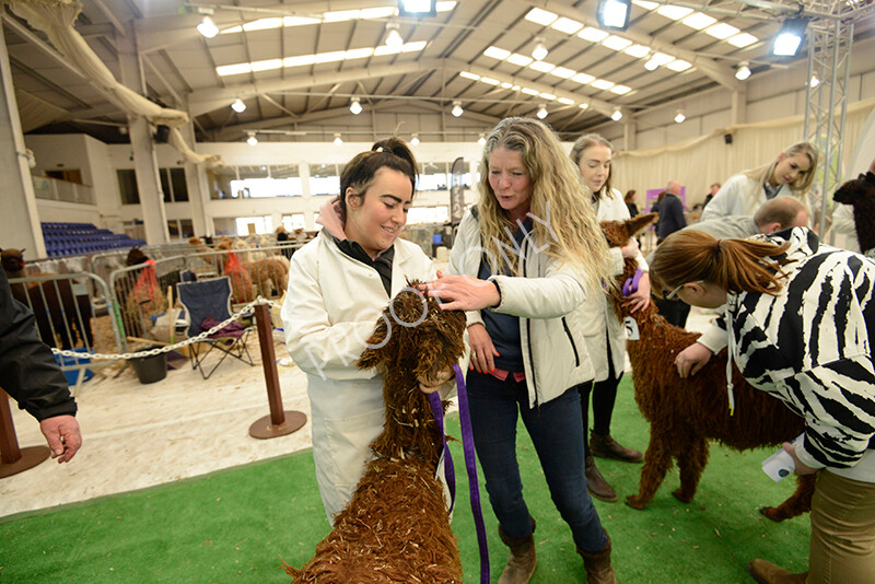 IWM7354 
 HoEAG Spring Fiesta 2022 
 Keywords: Surrey Photographer, Alpacas, Suri, Huacaya, HoEAG, Spring Fiesta, 2022, Heart of England Alpaca Group