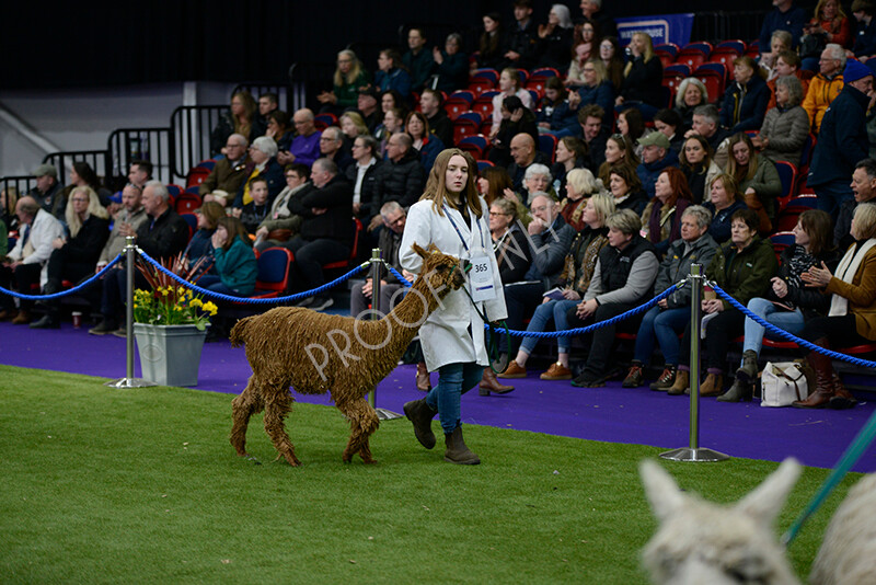 IWM5837 
 BAS National Show 2024 
 Keywords: British Alpaca Society, National Show, 2024, Champion of Champions Fleece Show, Alpaca, Suri, Huacaya